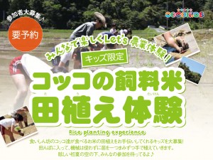 コッコの飼料米田植え体験