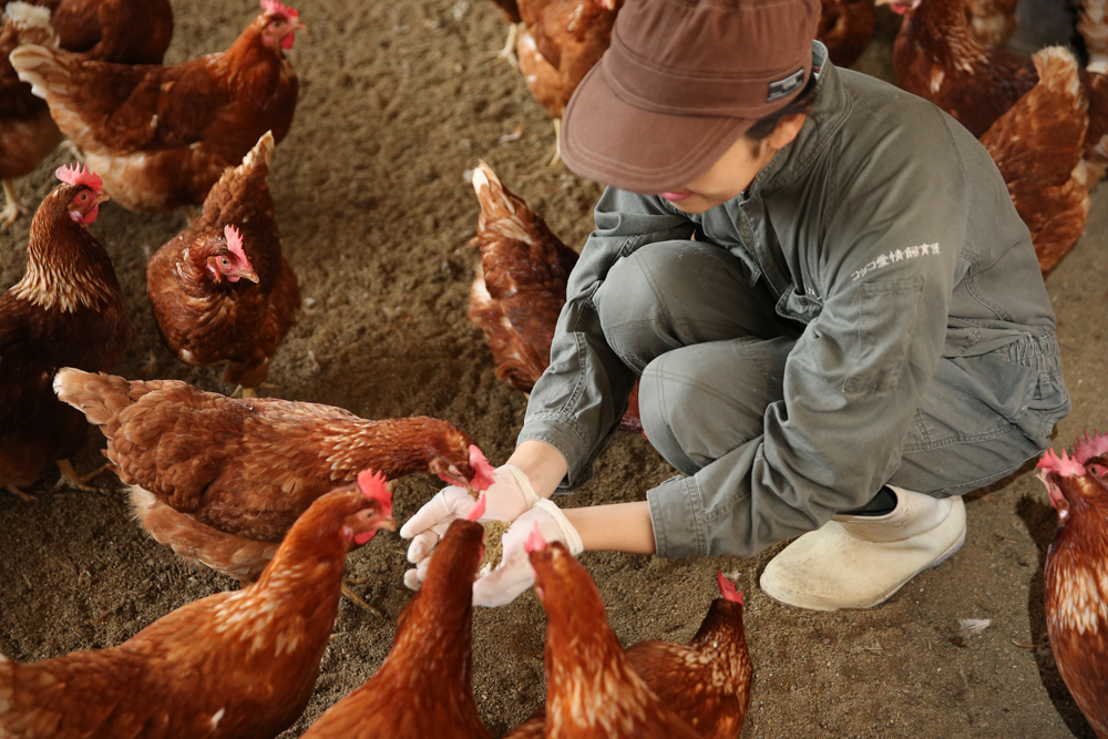 コッコと愛情飼育係