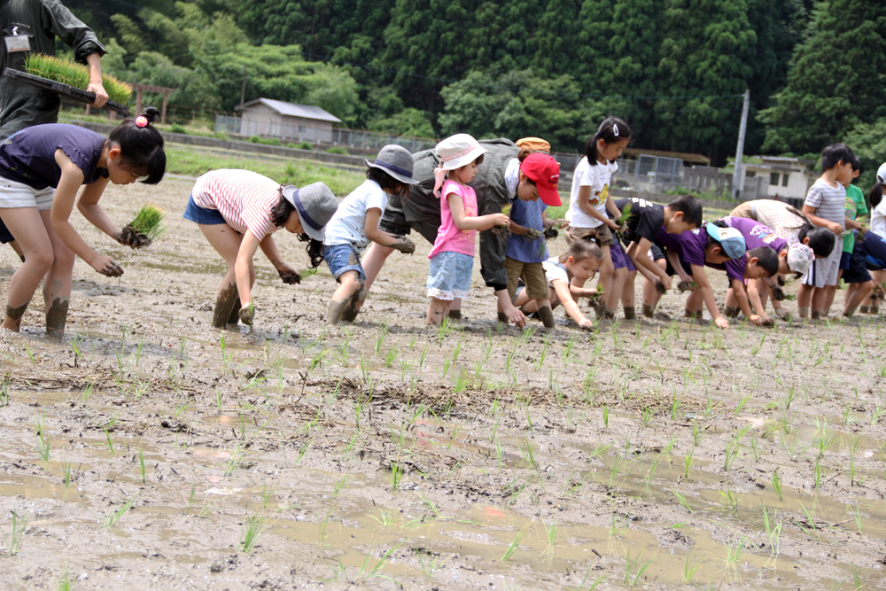 大江ノ郷飼料米田植え体験2017