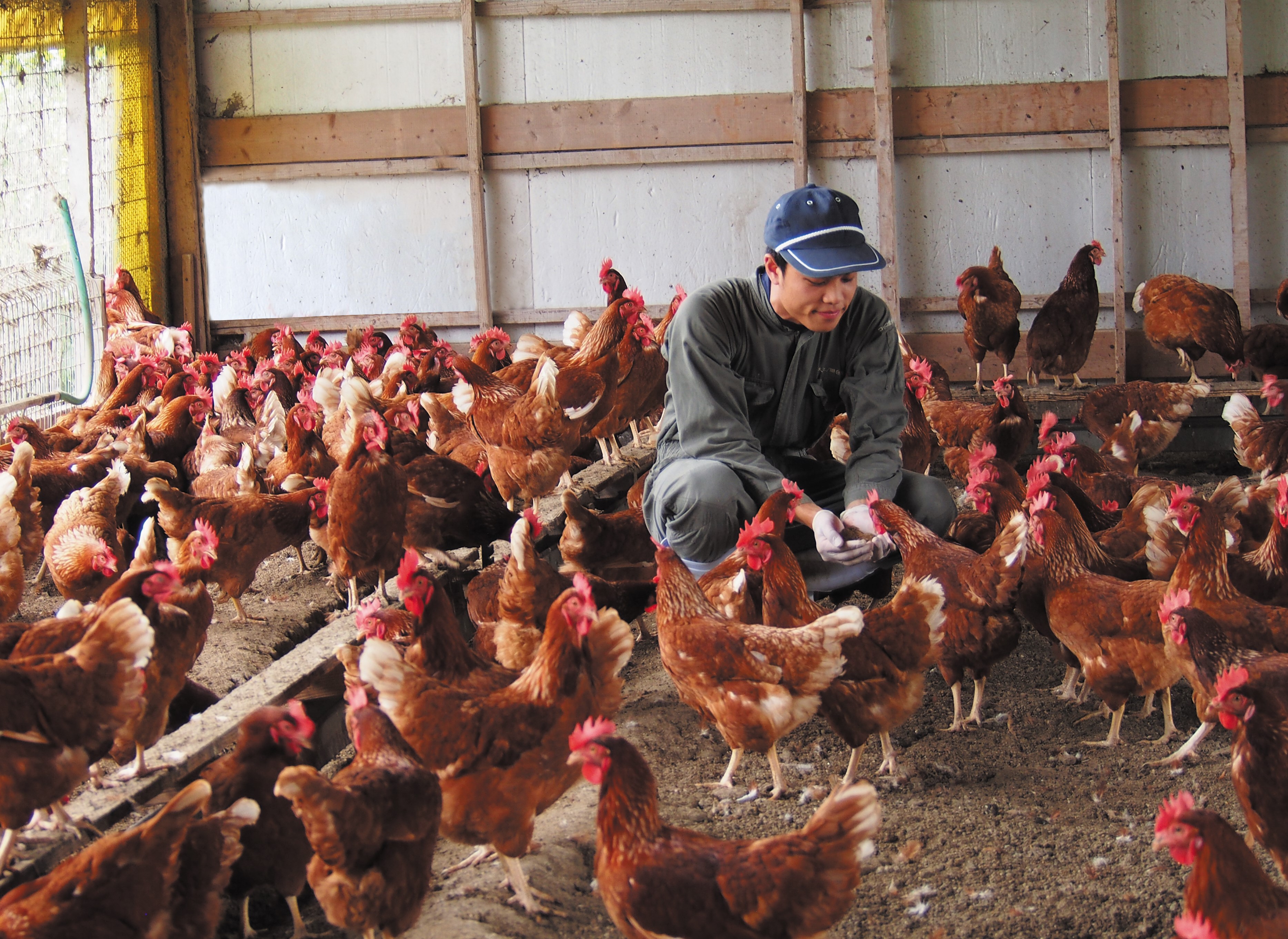 私たちの原点 平飼い養鶏 大江ノ郷自然牧場 読みもの